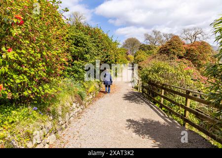 Una donna di mezza età esplora la passeggiata sulla terrazza nella stagione primaverile, situata nei terreni del castello di Muncaster, Ravenglass, Lake District, Cumbria, Inghilterra, REGNO UNITO. Foto Stock