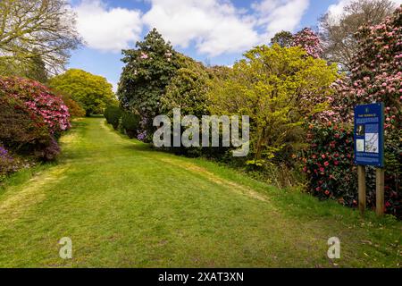 The Terrace Walk nella stagione primaverile, nei terreni del castello di Muncaster, Ravenglass, Lake District, Cumbria, Inghilterra, Regno Unito. Foto Stock