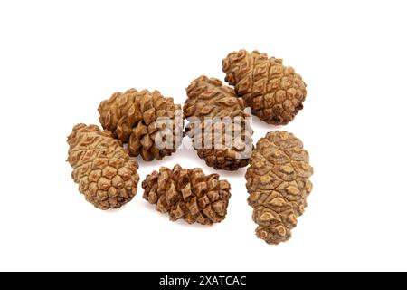 Raccolta di coni di cedro asciutti di piccole dimensioni su fondo bianco, sdraiati in un mucchio. Coni testurizzati. Orizzontale. Per banner. Foto Stock