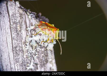 Elasmostethus interstinctus famiglia Acanthosomatidae genere Elasmostethus scudo di betulla insetto natura selvaggia fotografia, immagine, sfondo Foto Stock