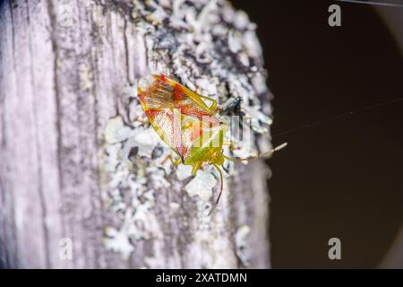 Elasmostethus interstinctus famiglia Acanthosomatidae genere Elasmostethus scudo di betulla insetto natura selvaggia fotografia, immagine, sfondo Foto Stock