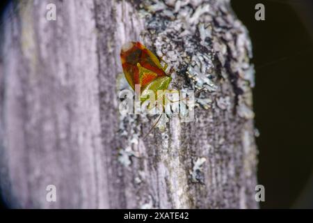 Elasmostethus interstinctus famiglia Acanthosomatidae genere Elasmostethus scudo di betulla insetto natura selvaggia fotografia, immagine, sfondo Foto Stock