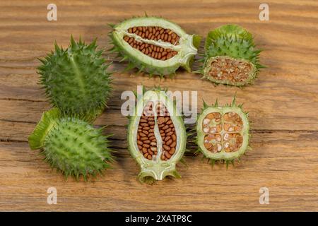 Capsula di semi spinosi e semi della pianta Jimsonweed. Piante velenose, controllo delle erbacce agricole e concetto di giardinaggio. Foto Stock