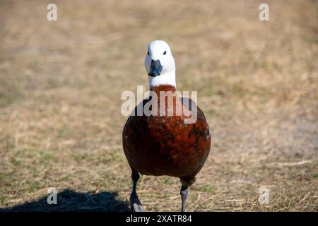 Shelduck Paradiso femminile - nuova Zelanda Foto Stock