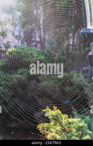 Una rete grande e quasi perfetta viene tessuta su un palo da un ragno all'alba Foto Stock