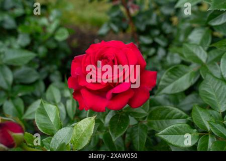 Un fiore di rosa Stiletto in un giardino. Stati Uniti. Foto Stock