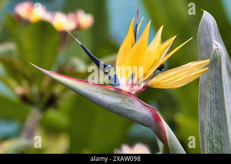 Primo piano estremo di un uccello giallo pallido del paradiso. Foto Stock