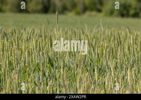 cereali verdi con il clima caldo, un nuovo raccolto di grano in un campo vicino alla foresta Foto Stock