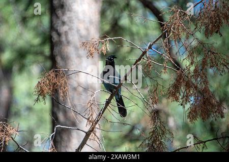 Steller Jay (Cyanocitta stelleri) Foto Stock