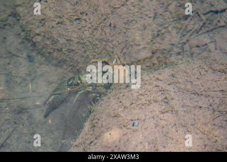 Crawdad in un torrente d'acqua dolce Foto Stock