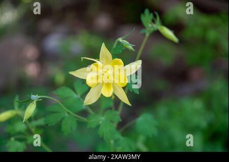 Colonna d'oro (Aquilegia chrysantha) Foto Stock