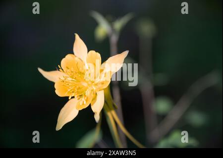 Colonna d'oro (Aquilegia chrysantha) Foto Stock