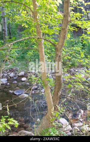 Christopher Creek nella Tonto National Forest Foto Stock