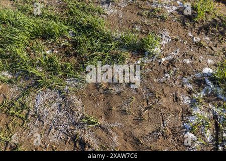 distruzione della coltura di frumento con una grande quantità di fertilizzanti, fertilizzanti chimici di una quantità eccessiva di cui una parte della coltura di frumento era de Foto Stock