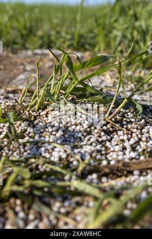 distruzione della coltura di frumento con una grande quantità di fertilizzanti, fertilizzanti chimici di una quantità eccessiva di cui una parte della coltura di frumento era de Foto Stock