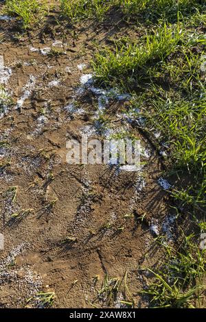 distruzione della coltura di frumento con una grande quantità di fertilizzanti, fertilizzanti chimici di una quantità eccessiva di cui una parte della coltura di frumento era de Foto Stock