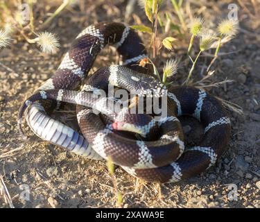 California Kingsnake adulto in posa difensiva con bocca aperta e coda battente. Stevens Creek County Park, Santa Clara County, California, Stati Uniti. Foto Stock