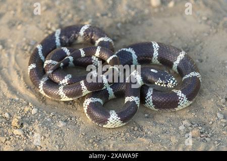 California Kingsnake adulto in postura difensiva battendo la coda. Stevens Creek County Park, Santa Clara County, California, Stati Uniti. Foto Stock