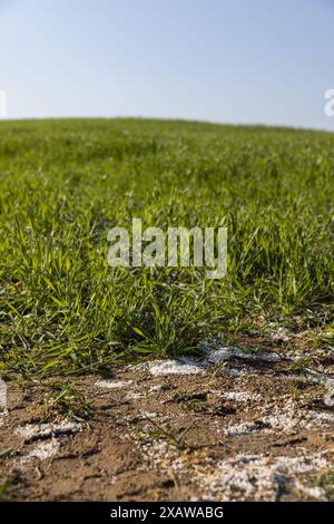 distruzione della coltura di frumento con una grande quantità di fertilizzanti, fertilizzanti chimici di una quantità eccessiva di cui una parte della coltura di frumento era de Foto Stock