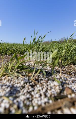 distruzione della coltura di frumento con una grande quantità di fertilizzanti, fertilizzanti chimici di una quantità eccessiva di cui una parte della coltura di frumento era de Foto Stock