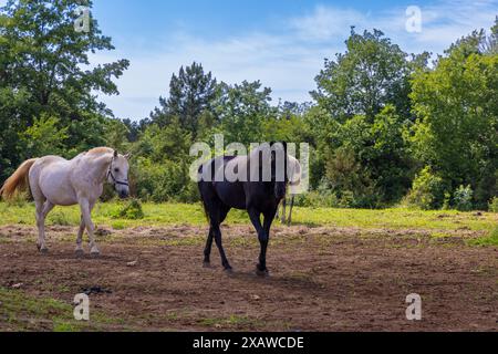 Cavalli nelle campagne dell'Istra, Croazia Foto Stock