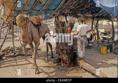 Il dromedario Camelus dromedarius noto anche come il cammello dromedario, il cammello arabo o il cammello a una gola, è un grande cammello, del genere Camelus, con o Foto Stock