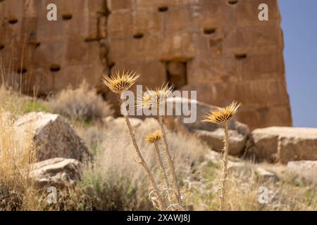 Fiori di cardo selvatico, piccole rocce e erbacce sulle colline con un'antica parete di pietra sullo sfondo Foto Stock