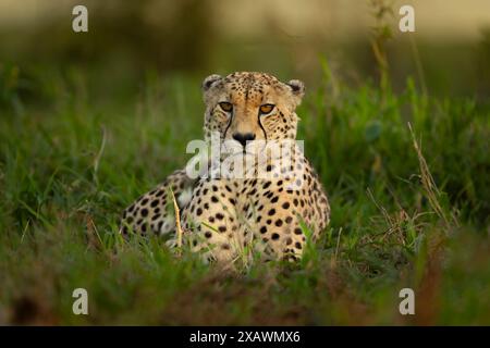 Cheetah maschio giace nell'erba Foto Stock