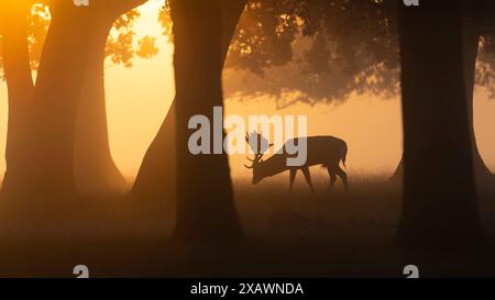 Cervo a riposo cervo nella nebbia Foto Stock