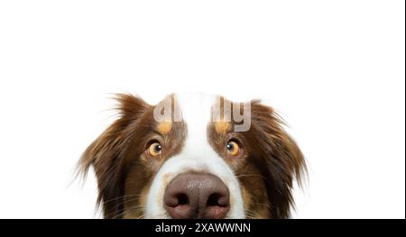 Primo piano, il cucciolo di cane pastore australiano si nasconde e sbircia fuori. Isolato su sfondo bianco con spazio di copia Foto Stock