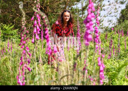 Foresta di Haldon, vicino a Exeter, Devon, Regno Unito. 9 giugno 2024. Meteo nel Regno Unito: Il colorato Raich Keene tra i guanti di nebbia selvaggi in una giornata di muggy nella foresta di Haldon, vicino a Exeter, Devon. Crediti: Nidpor/Alamy Live News Foto Stock