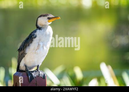 Piccolo cormorano (Microcarbo melanoleucos) che prende il sole sulla posta, lago Wendouree, Ballarat, Victoria Foto Stock