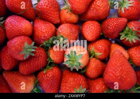 Fragole (Fragaria x anananassa) in primo piano Foto Stock