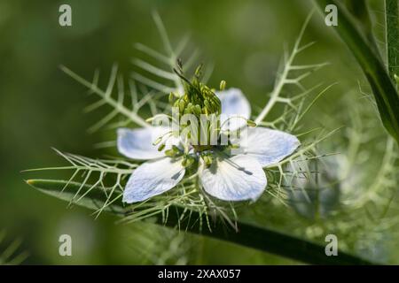 Jungfer im Grünen als Heilpflanze Jungfer im Grünen als Heilpflanze für Naturmedizin und Pflanzenheilkunde *** Fanciulla nel verde come piano medicinale Foto Stock