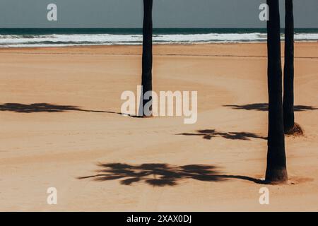 Costa deserta e alte palme che contrastano le ombre su un terreno. Alberi esotici tropicali e sfumature contrastanti nelle giornate di sole. Resort estivo. Foto Stock