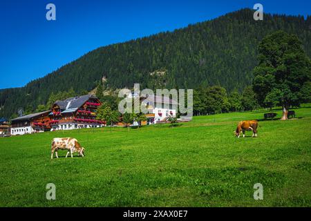 Accogliente villaggio alpino con case tradizionali e mucche da pascolo sul campo verde, Ramsau am Dachstein, Austria, Europa Foto Stock