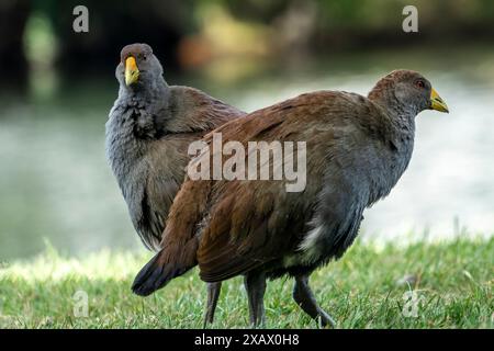 Due nativehens della Tasmania (Tribonyx mortierii) che si nutrono sull'erba, Latrobe Tasmania Foto Stock