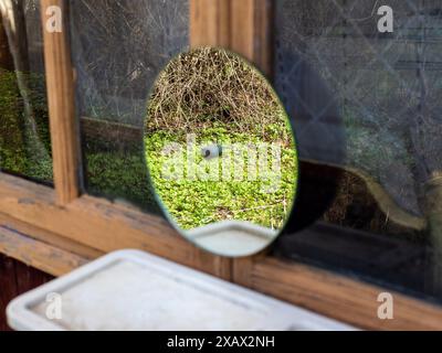 specchio sopra il lavabo sulla parete esterna della casa del villaggio, che riflette la giovane erba verde nel cortile nella soleggiata giornata primaverile Foto Stock