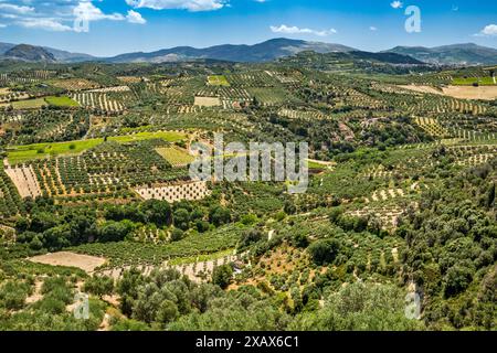 Oliveti vicino al villaggio di Agios Myronas, all'altopiano di Livada, al Psiloritis Geopark, a Creta centrale, Grecia Foto Stock