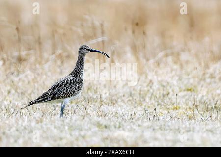 Whimbrel comune (Numenius phaeopus islandicus) proveniente da Myrar, Islanda occidentale a maggio. Foto Stock