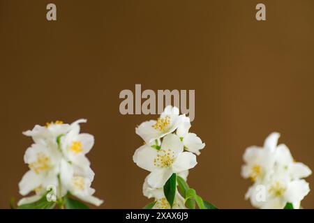 sfondo marrone con fiori di gelsomino bianchi. Foto Stock