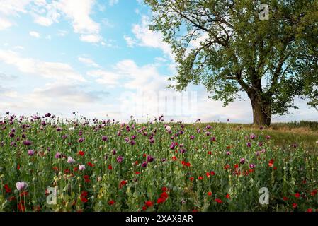 Poppy Fields e un albero solitario in lontananza. Foto Stock