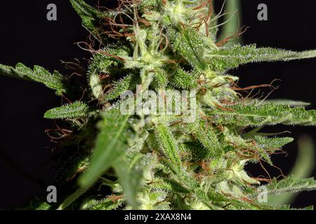 Dettaglio del fiore di Cannabis su sfondo nero Foto Stock