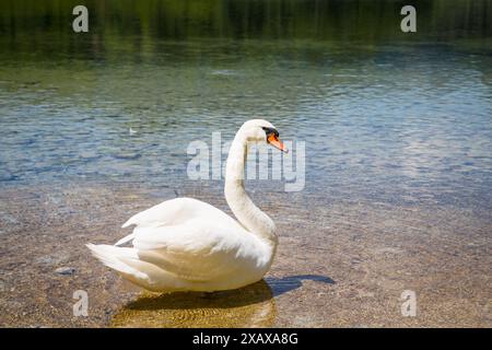 Cigno muta (Cygnus olor) che nuota nell'Almsee, Salzkammergut, Austria Foto Stock