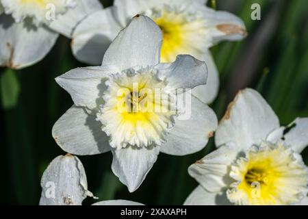 Daffodil o Len Lily (Narcissus pseudonarcissu) Fiori in primavera Foto Stock