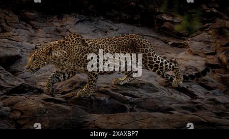 Caccia al leopardo indiano a Ranthambore Foto Stock