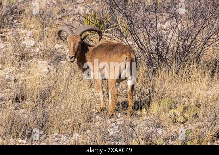 Pecore barbary maschio che si guarda dietro Foto Stock