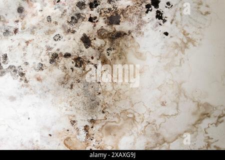 Macchie nere di muffa tossica e batteri funghi su una parete bianca. Concetto di condensazione, umidità, infiltrazione d'acqua, umidità elevata e capacità respiratoria Foto Stock