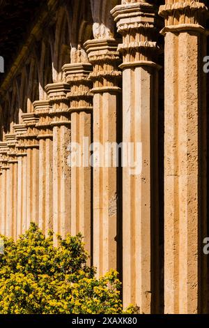 Monastero di Miramar, archi gotici del XIII secolo dell'ex convento di Santa Margalida a Palma, Valldemossa, Sierra de Tramuntana, Maiorca, Spagna. Foto Stock