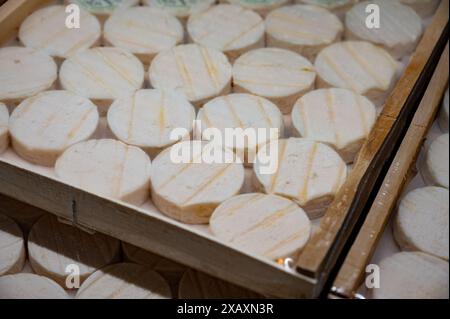 Rocamadour o Cabecous formaggio caprino morbido AOC con crosta tenera prodotto in azienda a Perigord e Quercy sul mercato agricolo, lotto di dipartimento in Francia Foto Stock